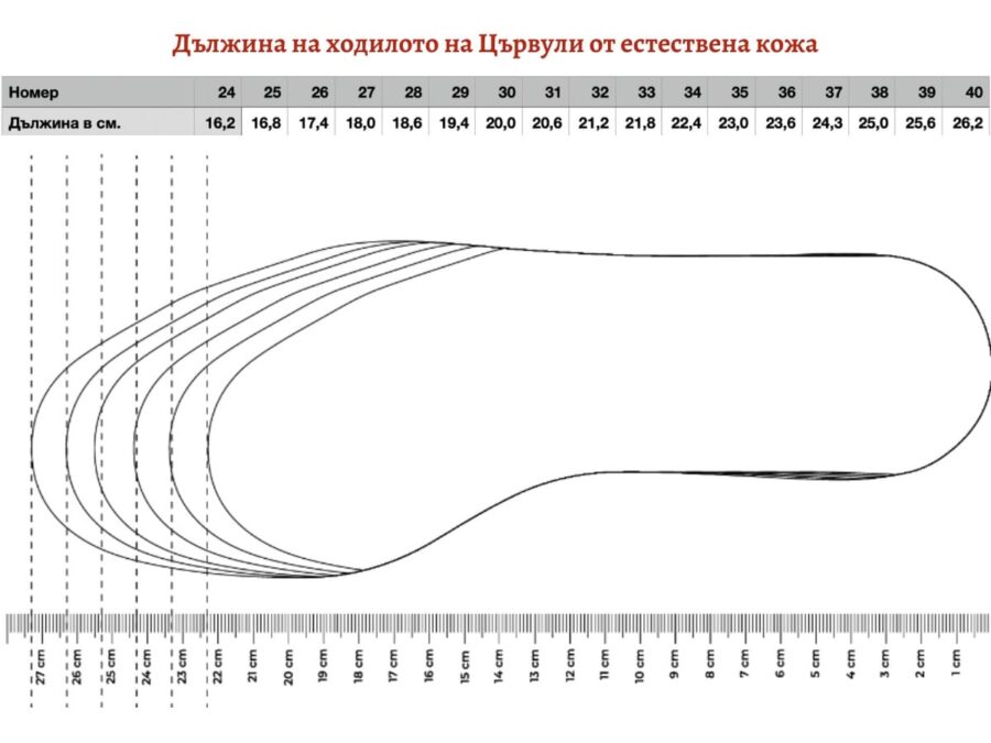 Размери цървули